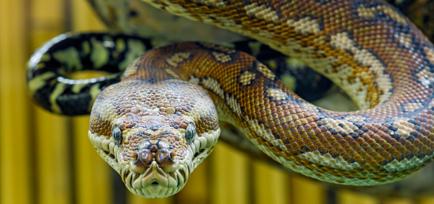 What is a De-esser? De-essing Your Vocals