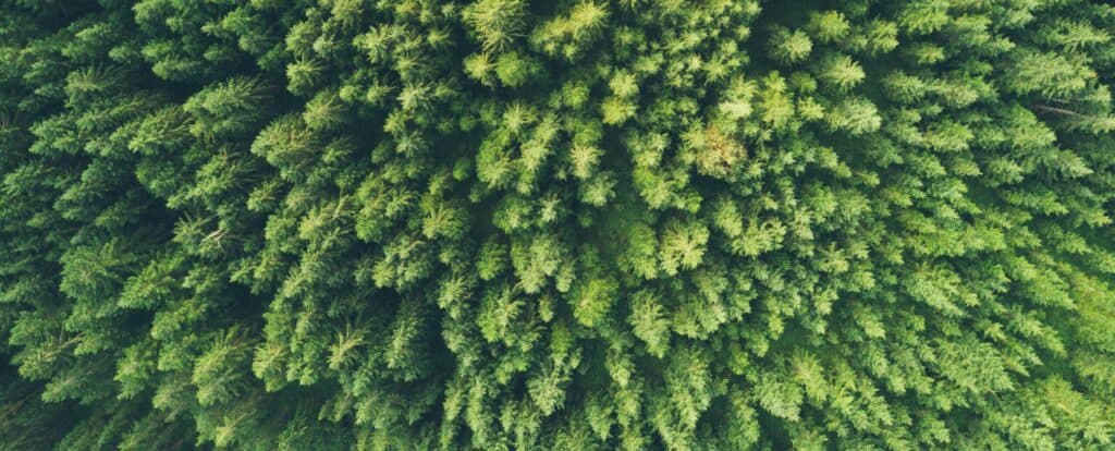 huge green forest - environmental costs of music nfts